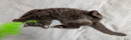 Mixed Breed cats for sale: Beautiful brown kittens ✨😻 - Advert 15