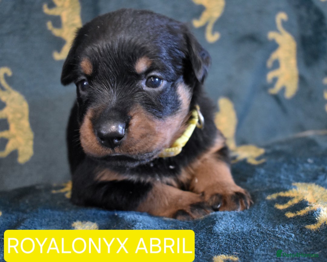 Rottweiler dogs for sale: KC chunky rottweiler puppies - Advert 31