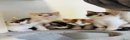 Maine Coon cats for sale: Maine coon kittens  - Advert 4