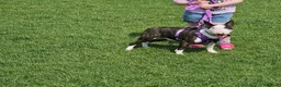 English Bull Terrier dogs for sale: Tunicaebully’s presents new litter arrival 3/8/26 - Advert 8