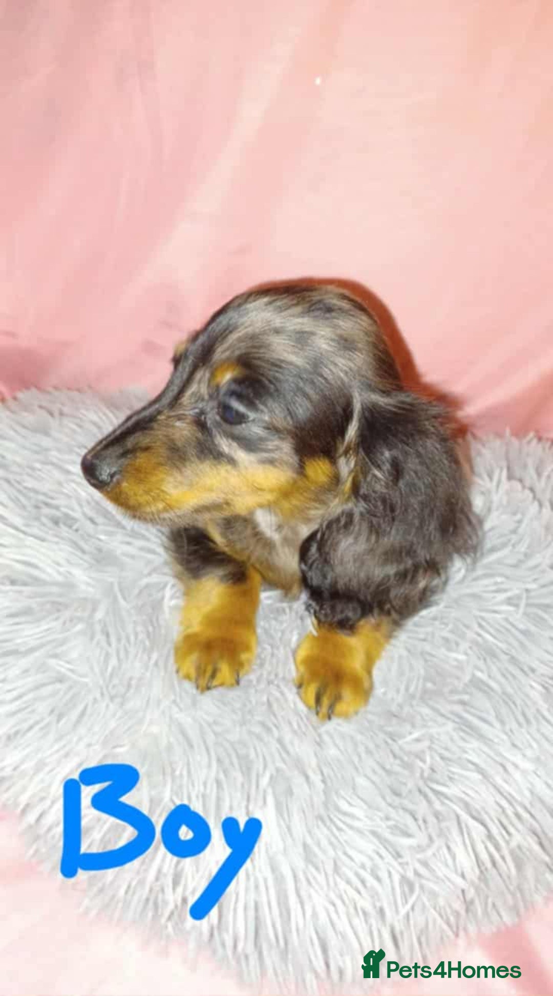 Dachshund dogs for sale: Dachshund puppies  - Advert 12