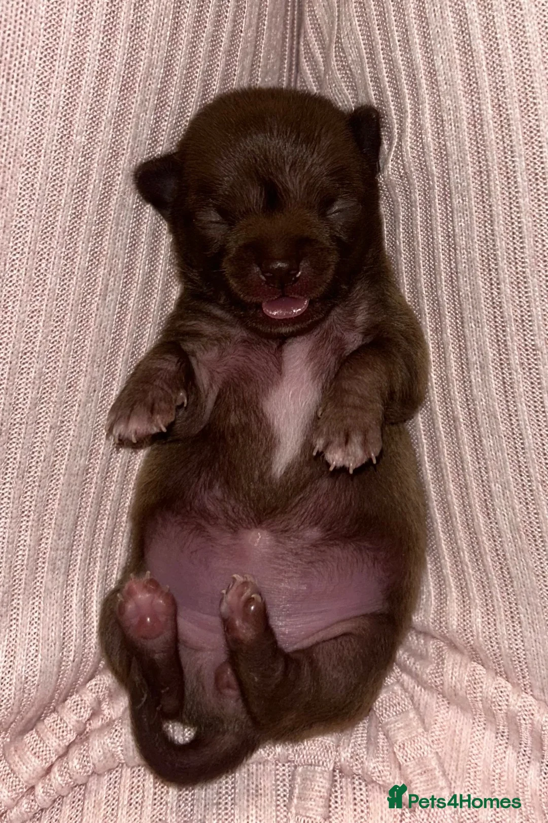 Chihuahua dogs for sale: READY TO GO Chihuahua puppies 2x boys 1x girl  - Advert 18