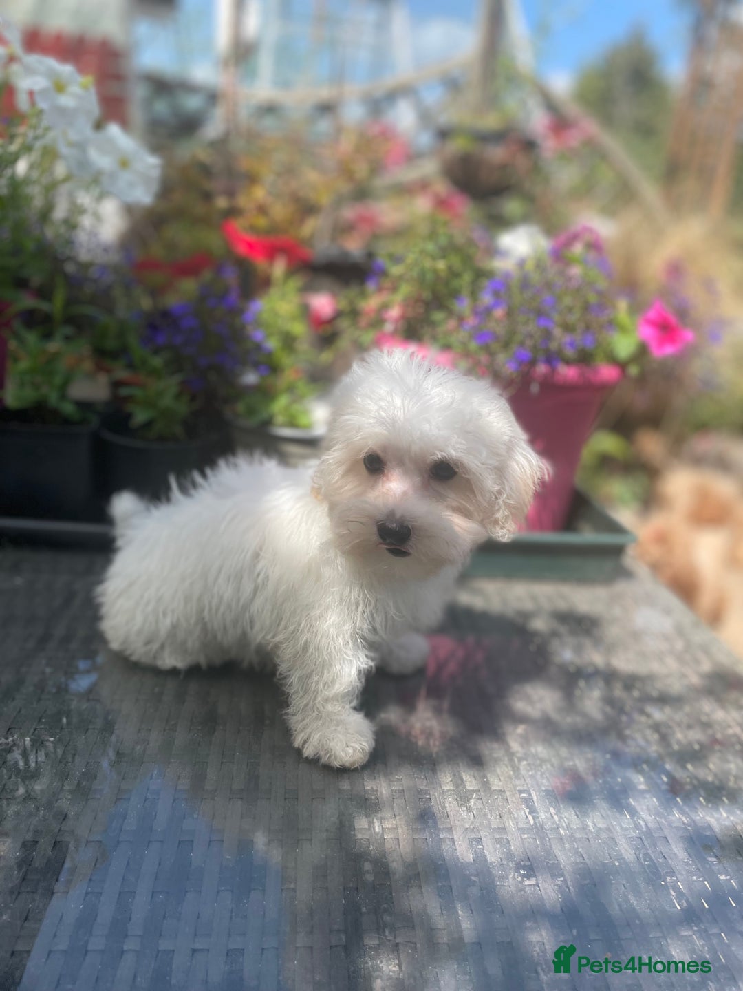 Maltipoo dogs for sale: RESERVED  Absolutely Stunning  Maltipoo GIRL - Image 6