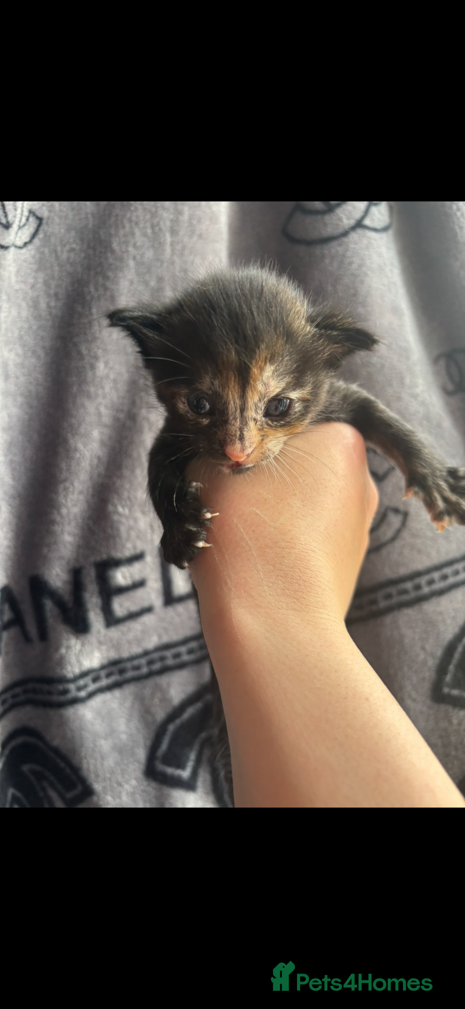 Mixed Breed cats for sale: 8 week old kittens  - Advert 6