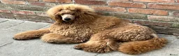 Standard Poodle dogs for sale: Exceptional Standard Poodle Puppies  - Advert 5