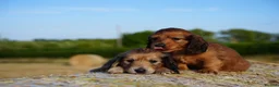 Miniature Dachshund dogs for sale: From IVDD Screened parents shadedcream mini longs  - Advert 7