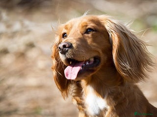 Cocker Spaniel dogs in Dorchester - Advert 23