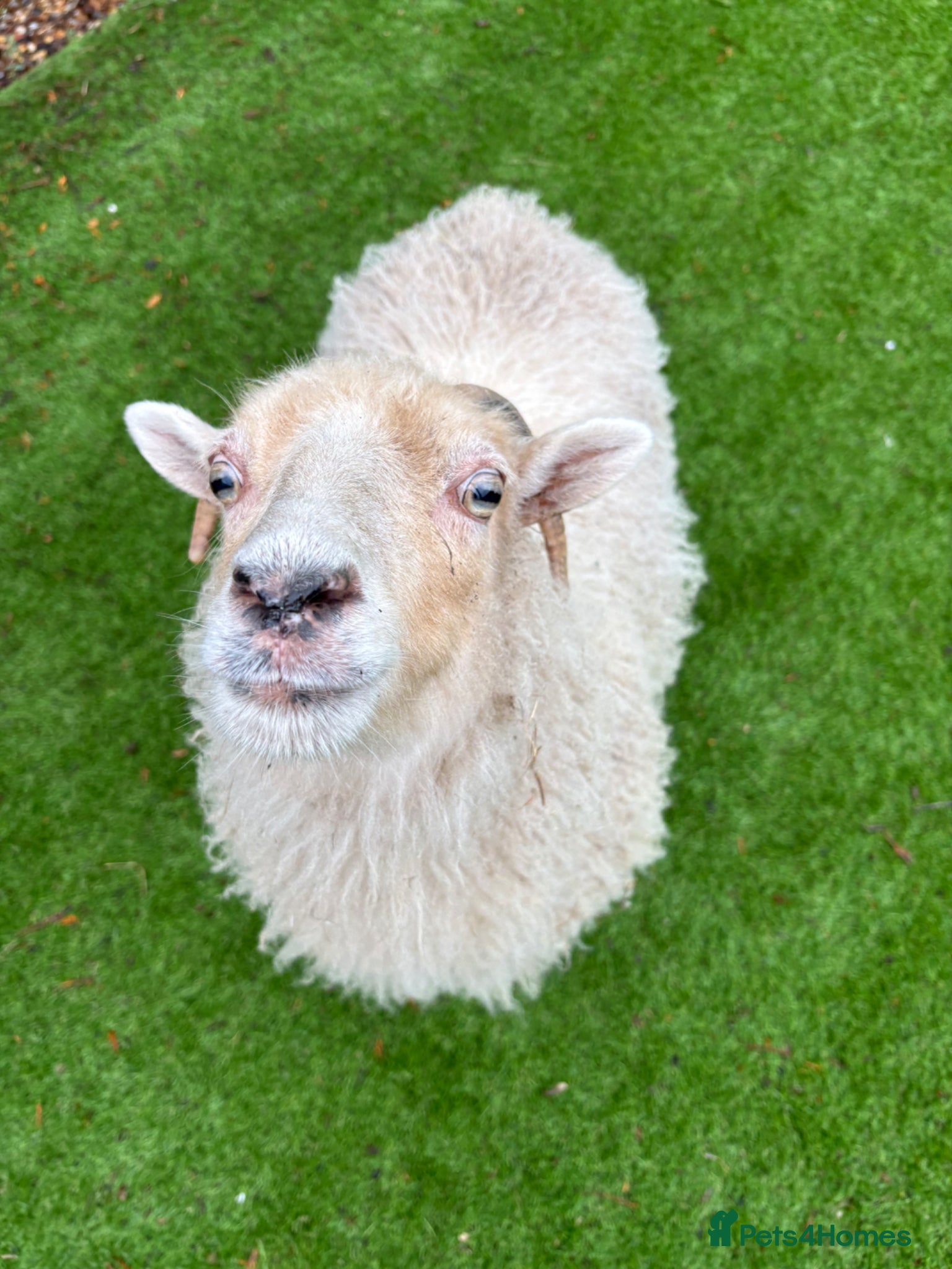 Sheep livestock Unregistered ouessant ewe - Advert 3