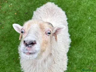 Sheep livestock Unregistered ouessant ewe - Advert 3