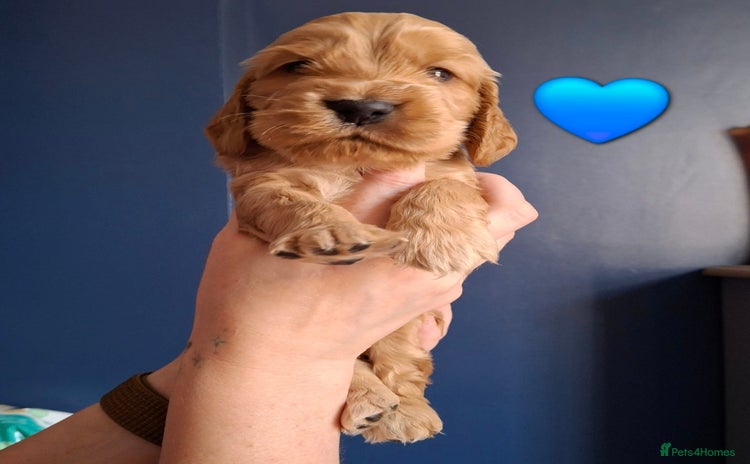 Cocker Spaniel dogs - Advert 1