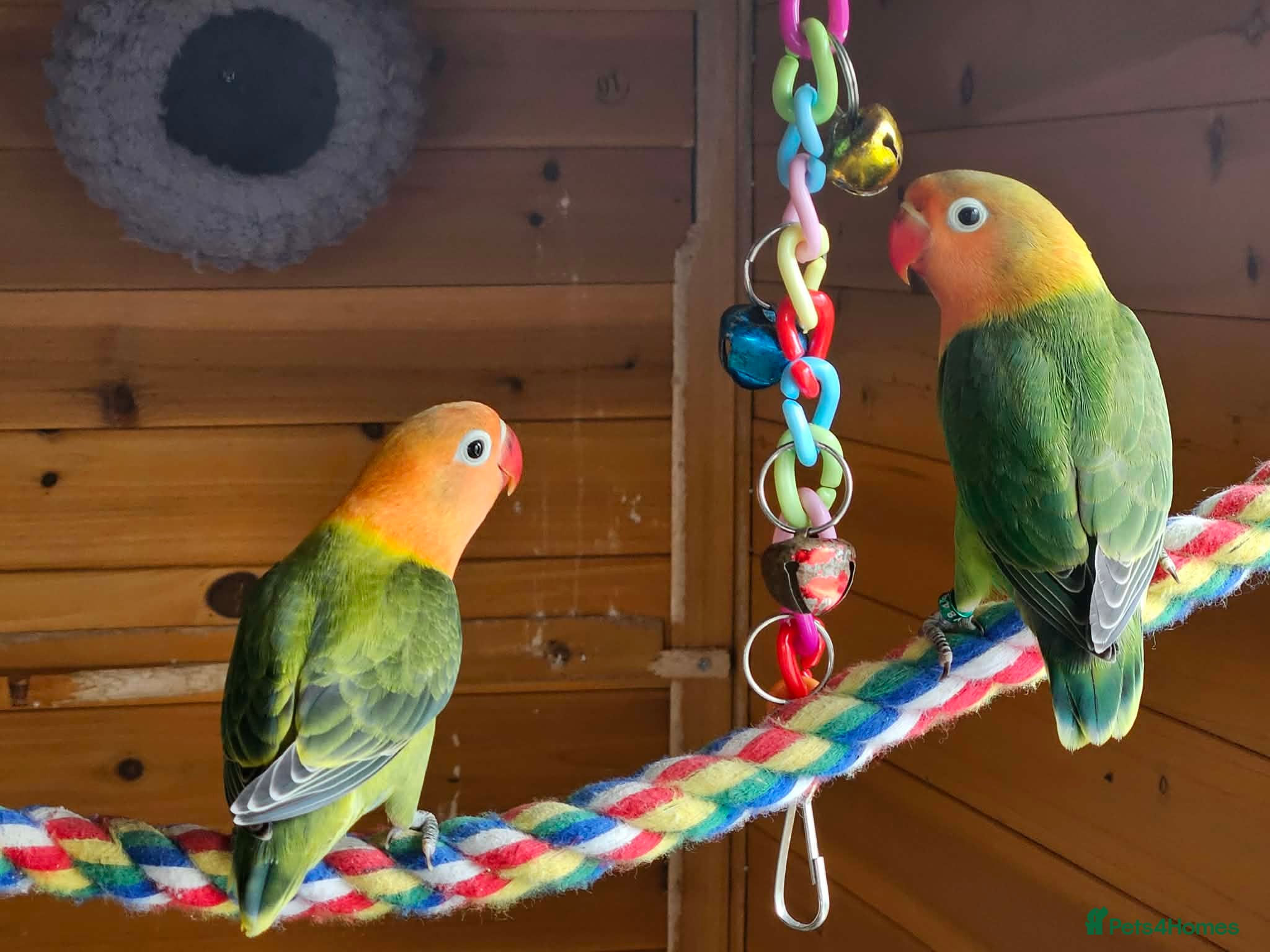 Lovebirds birds 10 week old lovebirds  - Advert 2