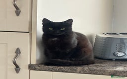 Mixed Breed cats for sale: 4 beautiful kittens - Advert 5