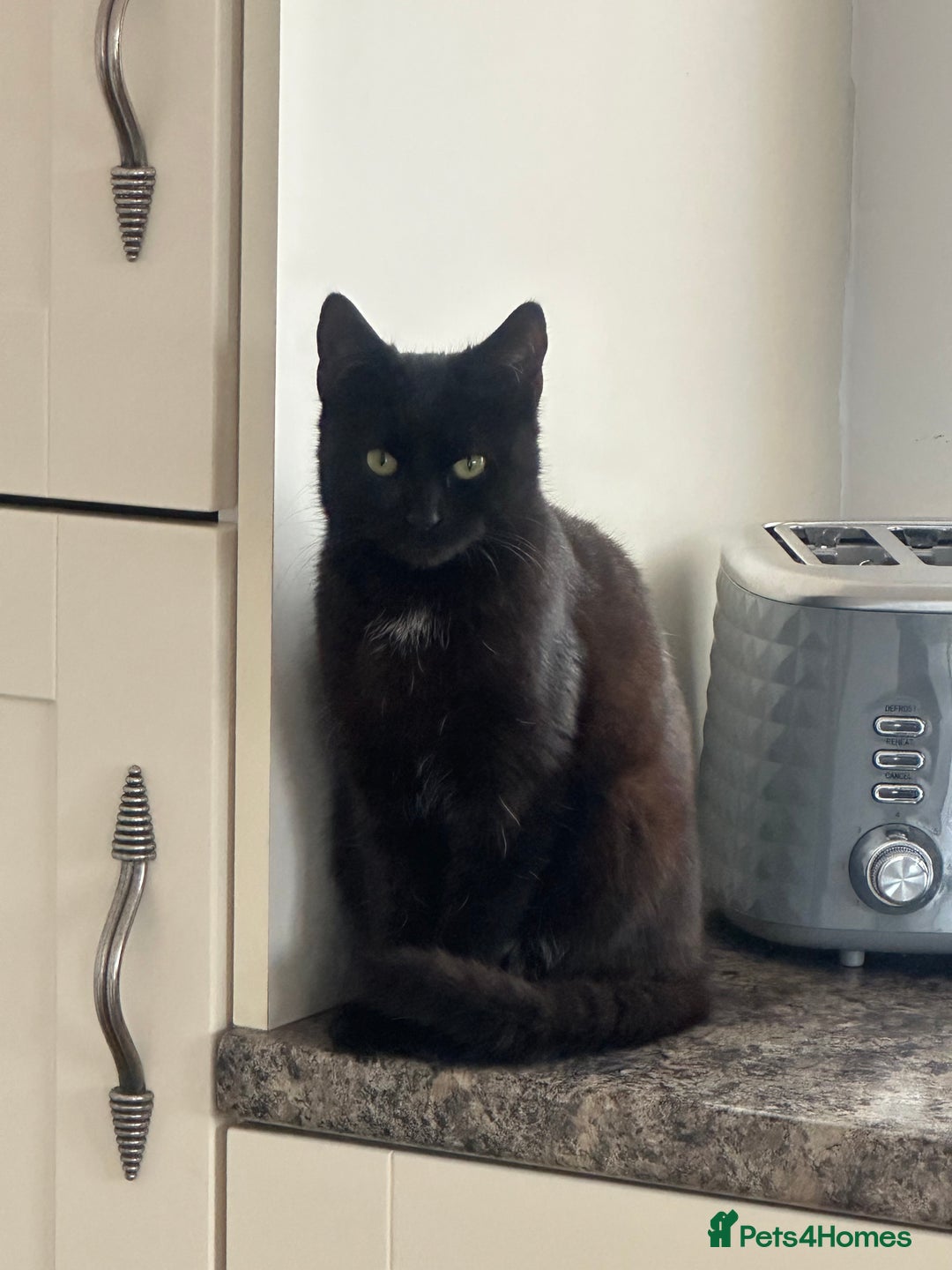 Mixed Breed cats for sale: 4 beautiful kittens - Advert 5