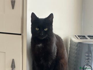 Mixed Breed cats 3 beautiful kittens - Advert 11