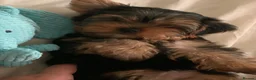 Yorkshire Terrier dogs for sale: Puppy boy  in Watford - Advert 4
