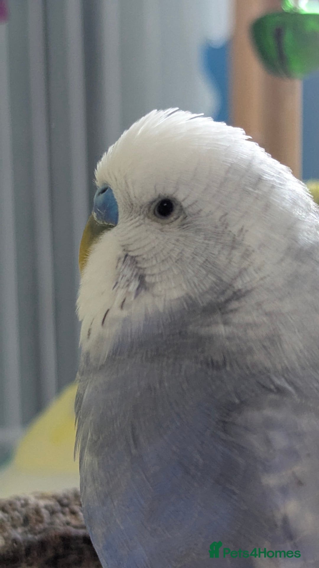 Budgerigars birds for sale: Fully tamed 4 budgies with Cage, accessories,food - Image 23
