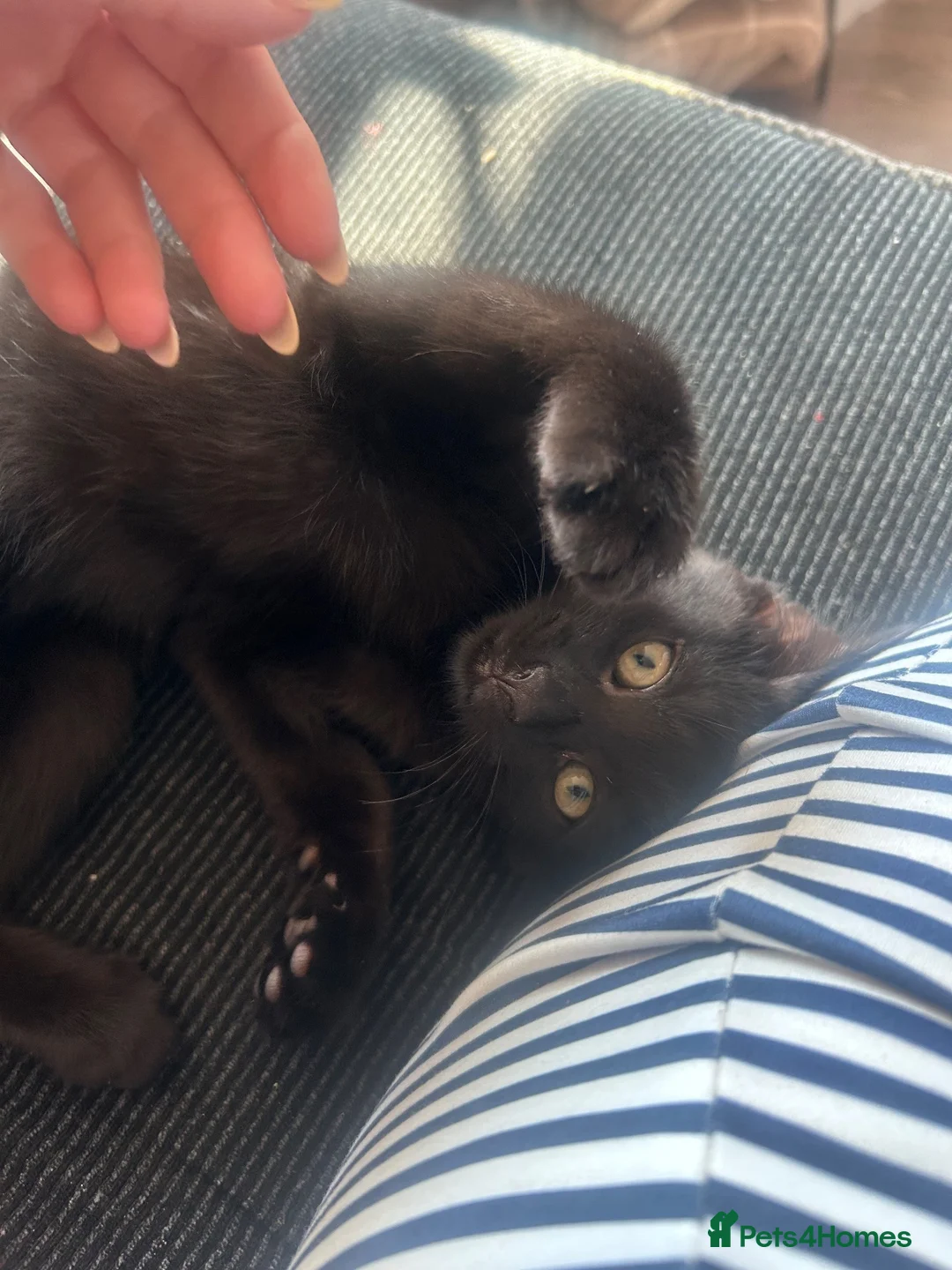 Domestic Shorthair cats for sale: 2 black kittens, twin sisters 💓 - Advert 2