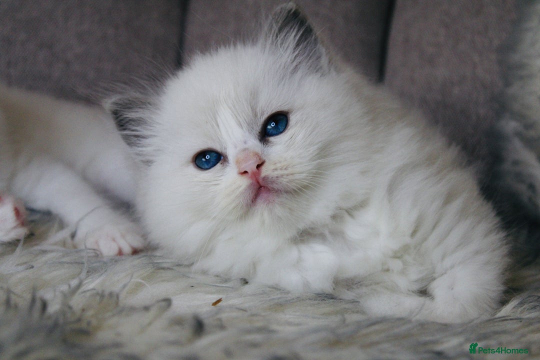 Ragdoll cats for stud: Amazing proven stud !!!  in Romford - Image 10