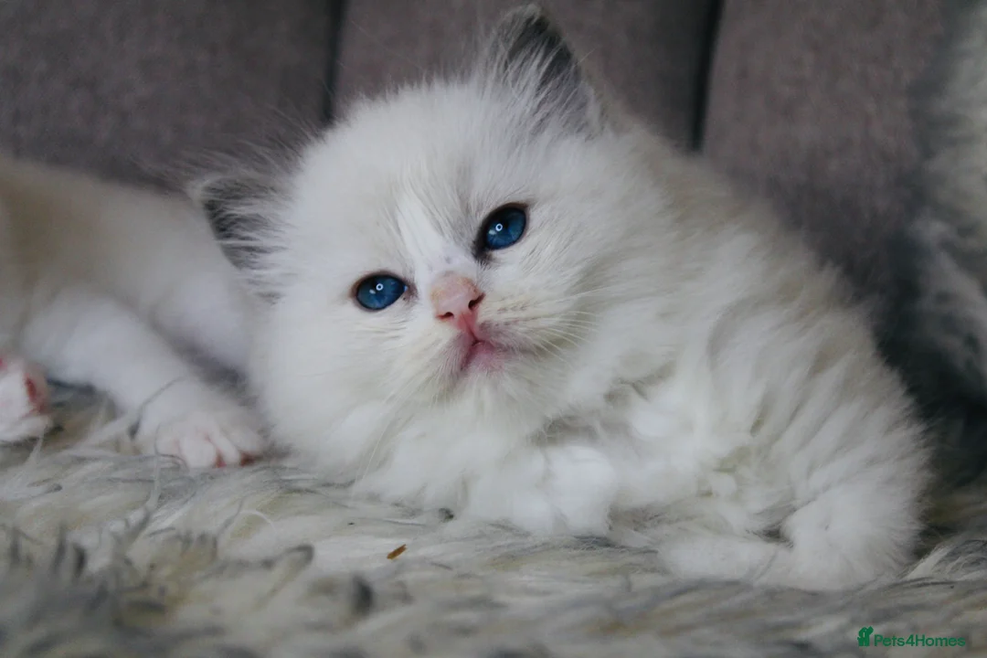Ragdoll cats for stud: Amazing proven stud !!!  in Romford - Advert 10