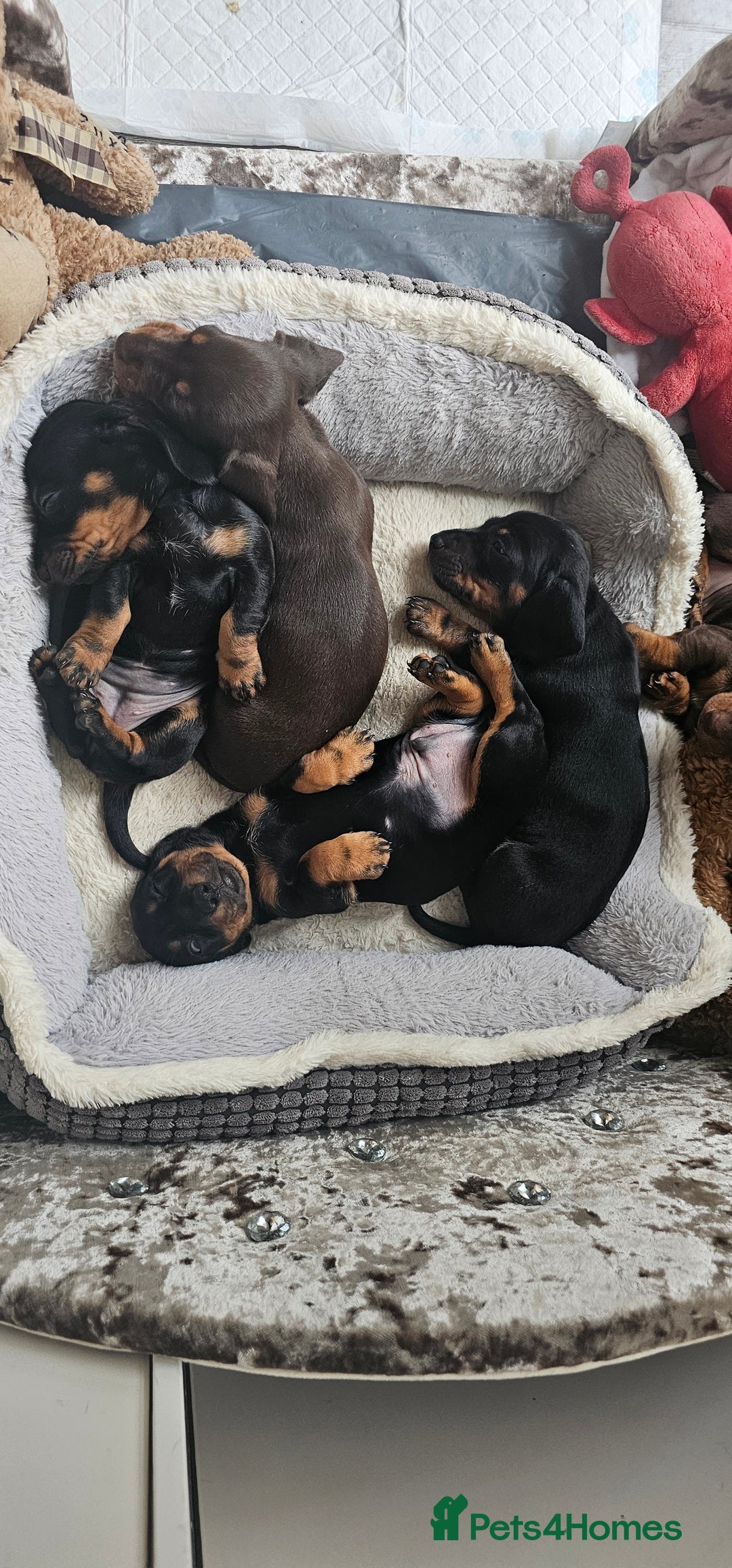 Miniature Dachshund dogs for sale: Puppy 1 boy Black & Tan  - Image 18