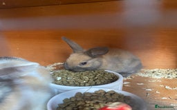 Mini Lop rabbits for sale: Mini lop bunnies  - Image 3