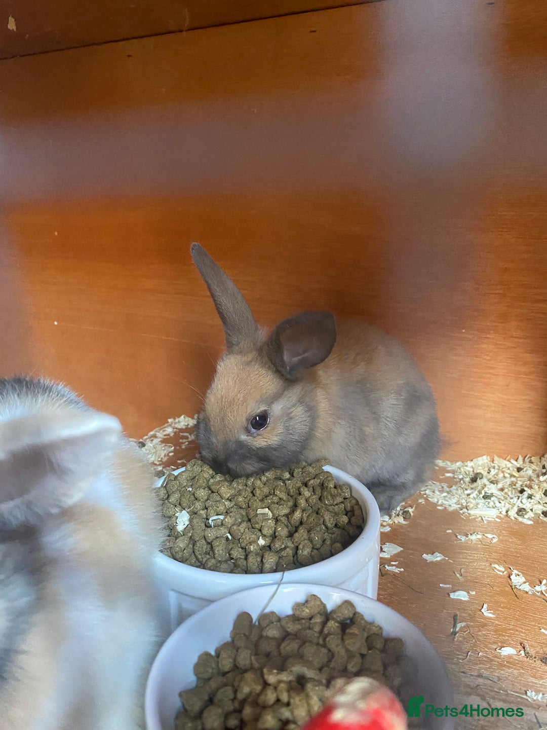 Mini Lop rabbits for sale: Mini lop bunnies  - Image 3