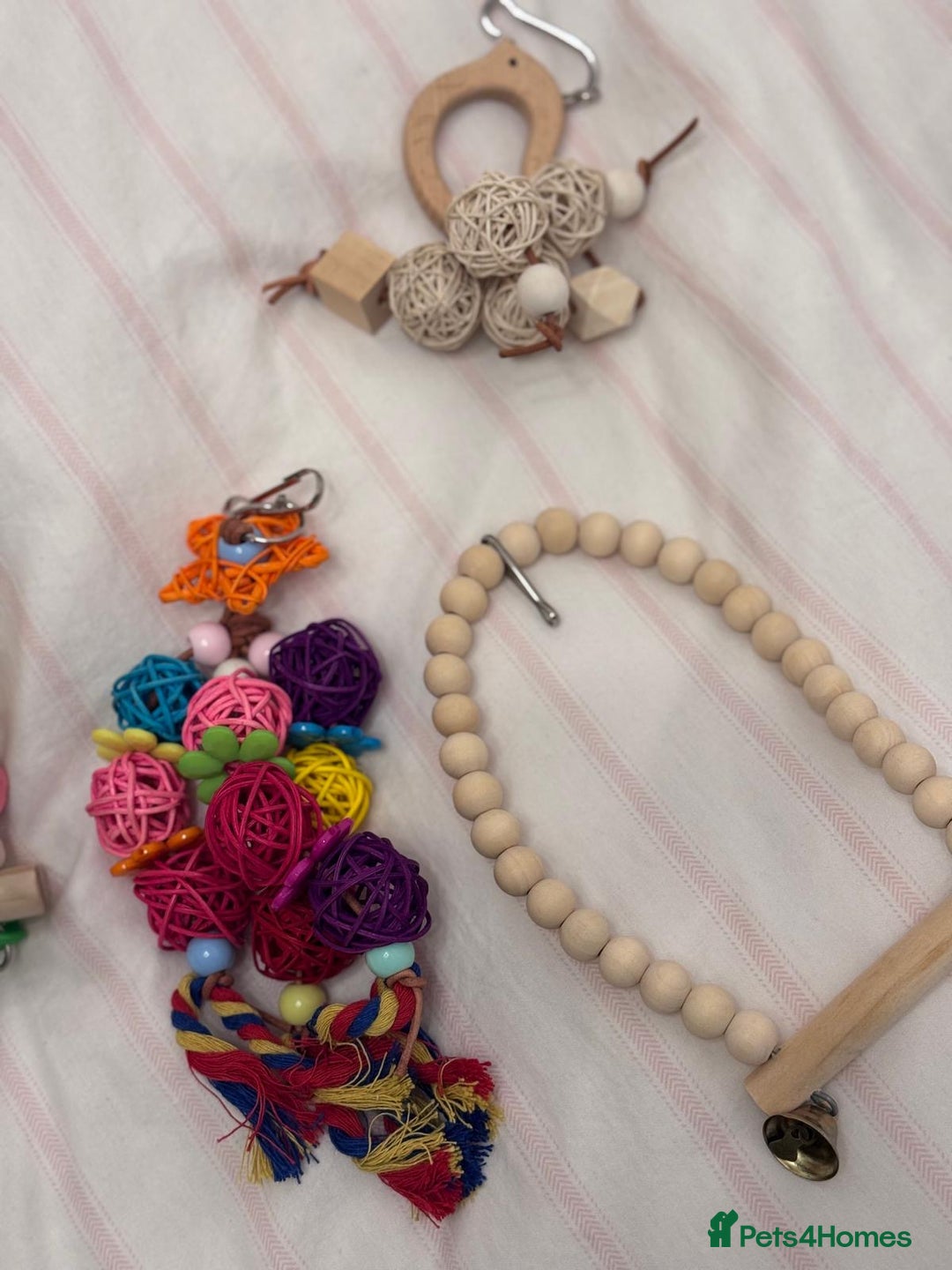 Budgerigars birds for sale: Rainbow ,hagoromo baby budgies hand tamed & reared - Advert 11