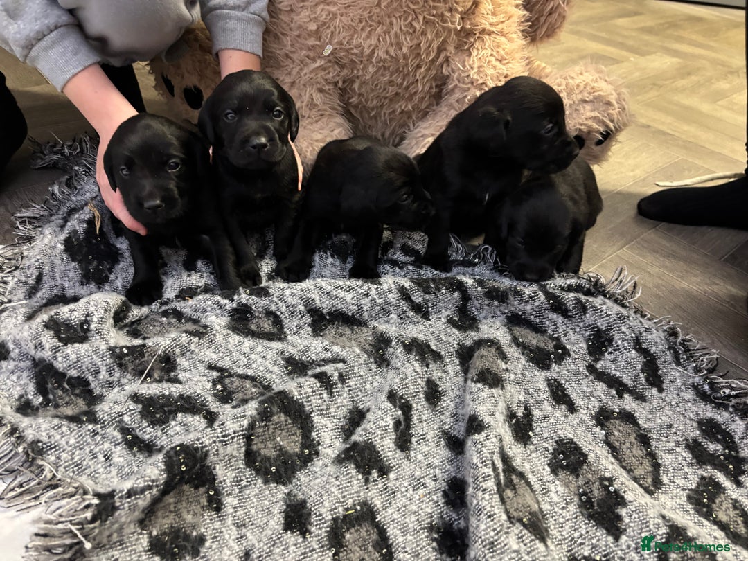 Labrador Retriever dogs for sale: Stunning lab pups - Advert 9