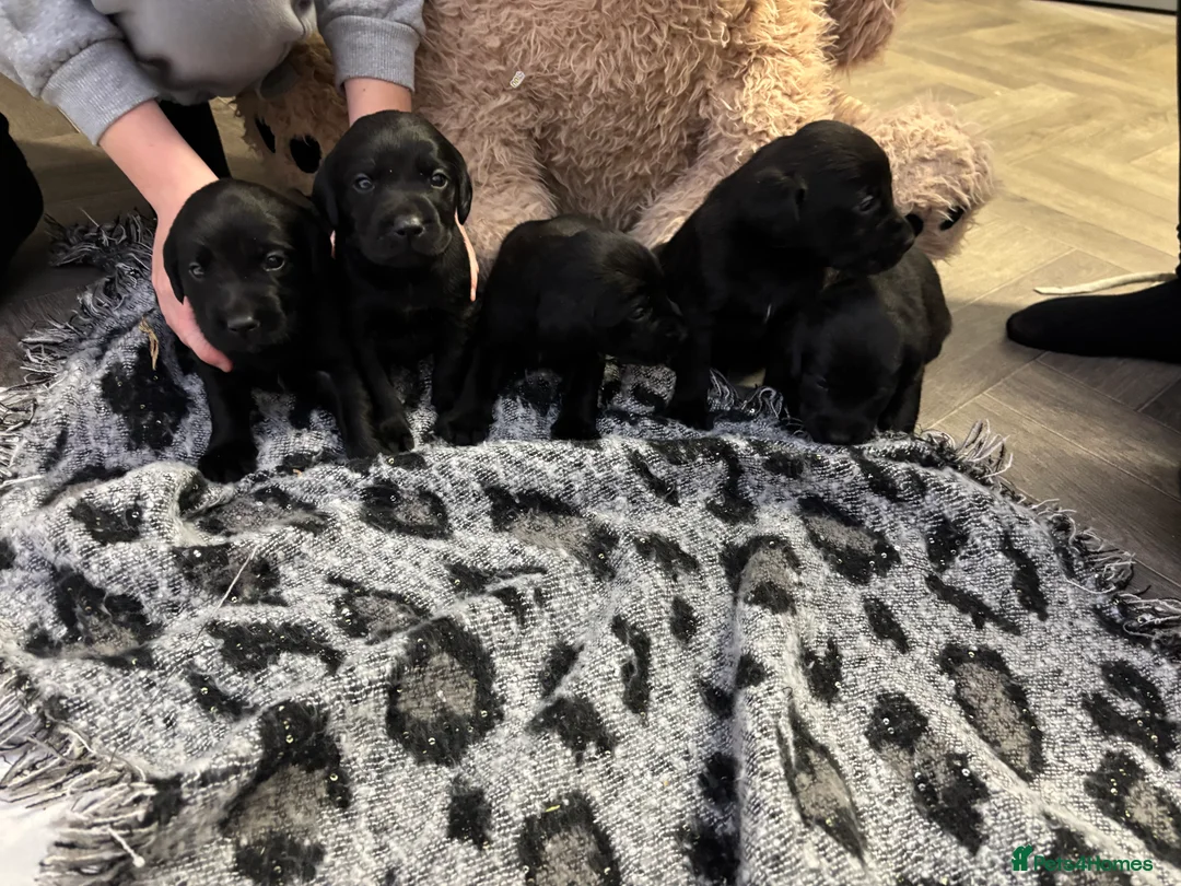 Labrador Retriever dogs for sale: Stunning lab pups - Advert 9