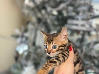 Bengal cats True to type bengal kittens - Advert 9