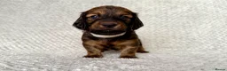 Dachshund dogs for sale: Standard Longhair Dachshunds  - Advert 4
