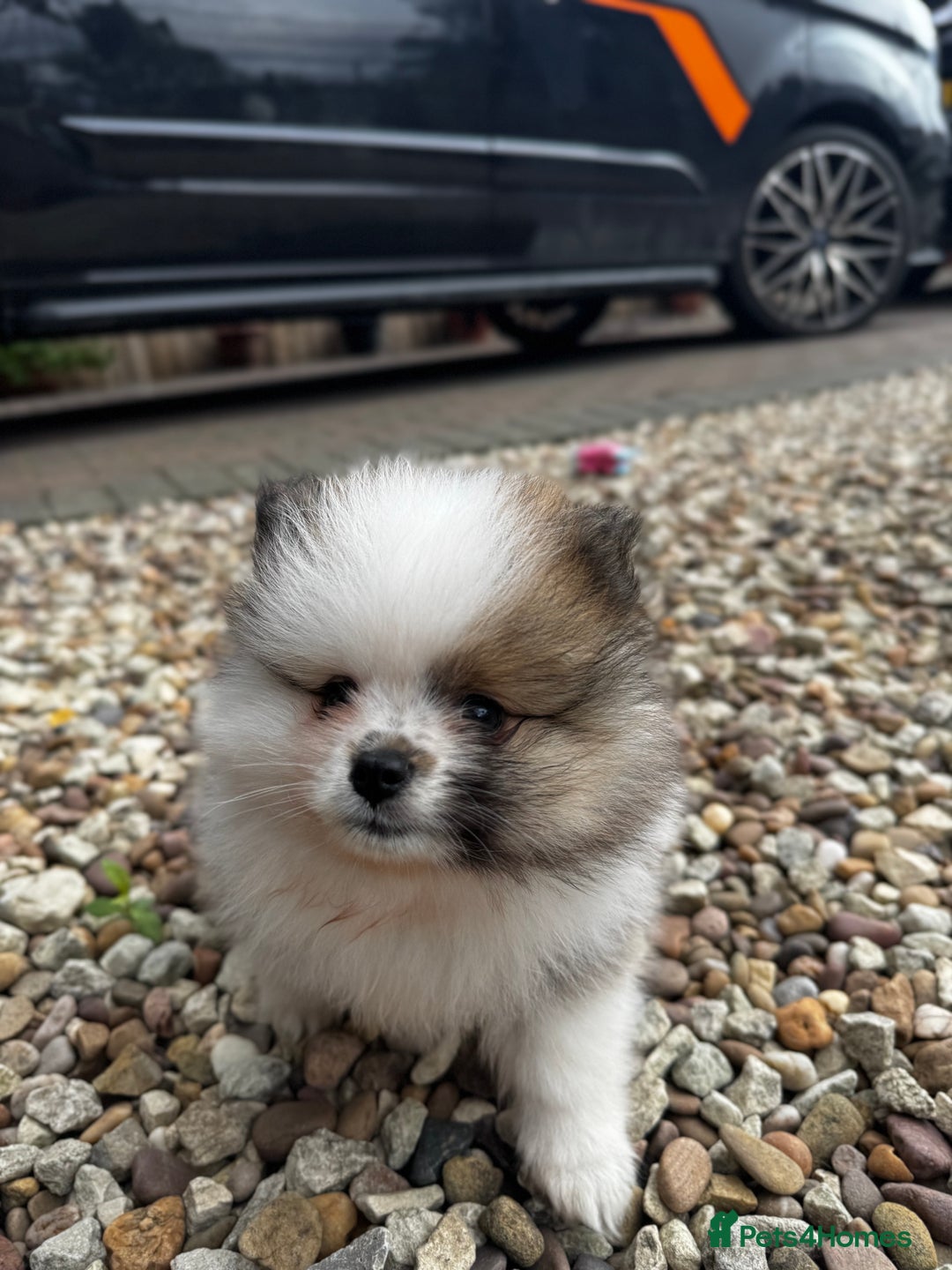 Pomeranian dogs for sale: 1 BOY 1 GIRL POMERANIAN PUPPIES AVAILABLE  - Image 8