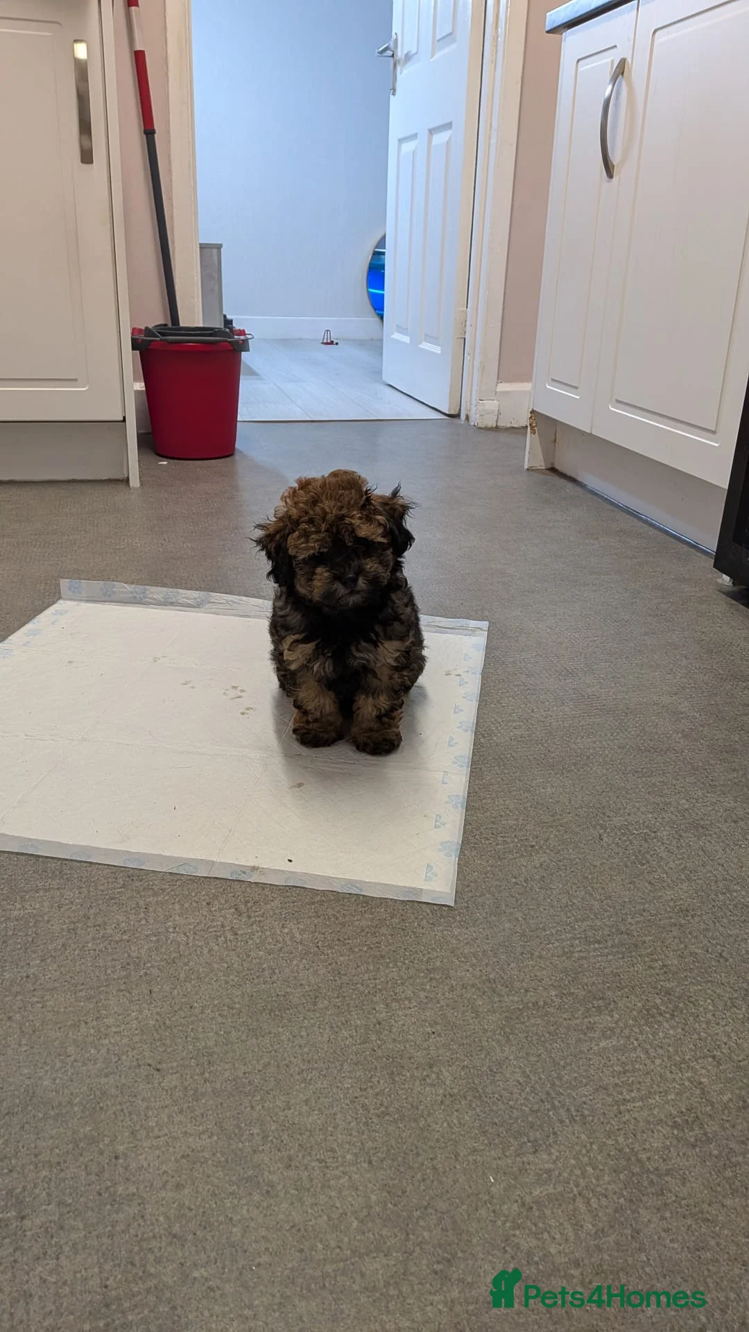 Maltipoo dogs for sale: Maltipoo - Advert 1