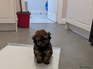 Maltipoo dogs Maltipoo - Advert 1