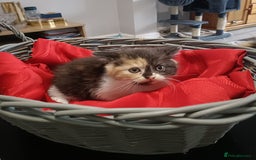 Persian cats for sale: Persian Kittens - Image 5