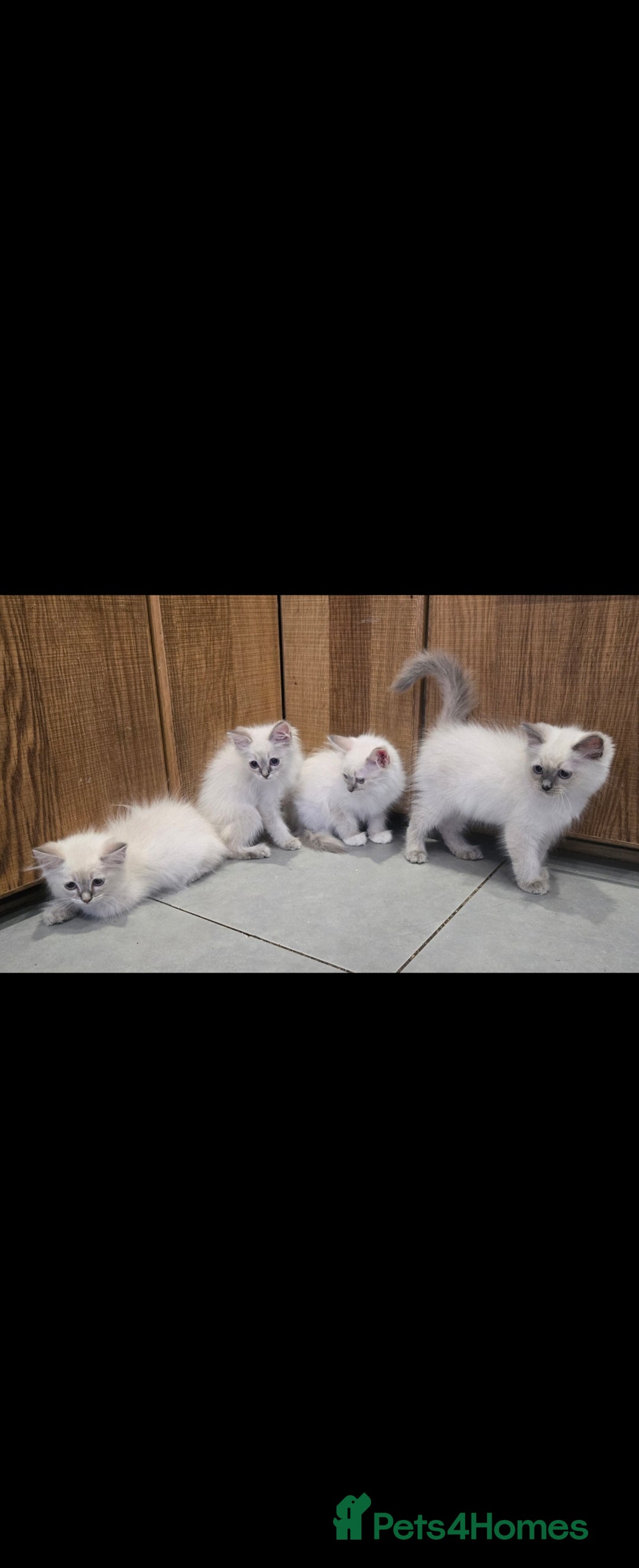 Ragdoll cats for sale: 2 Stunning Ragdolls Kittens Left  - Image 6