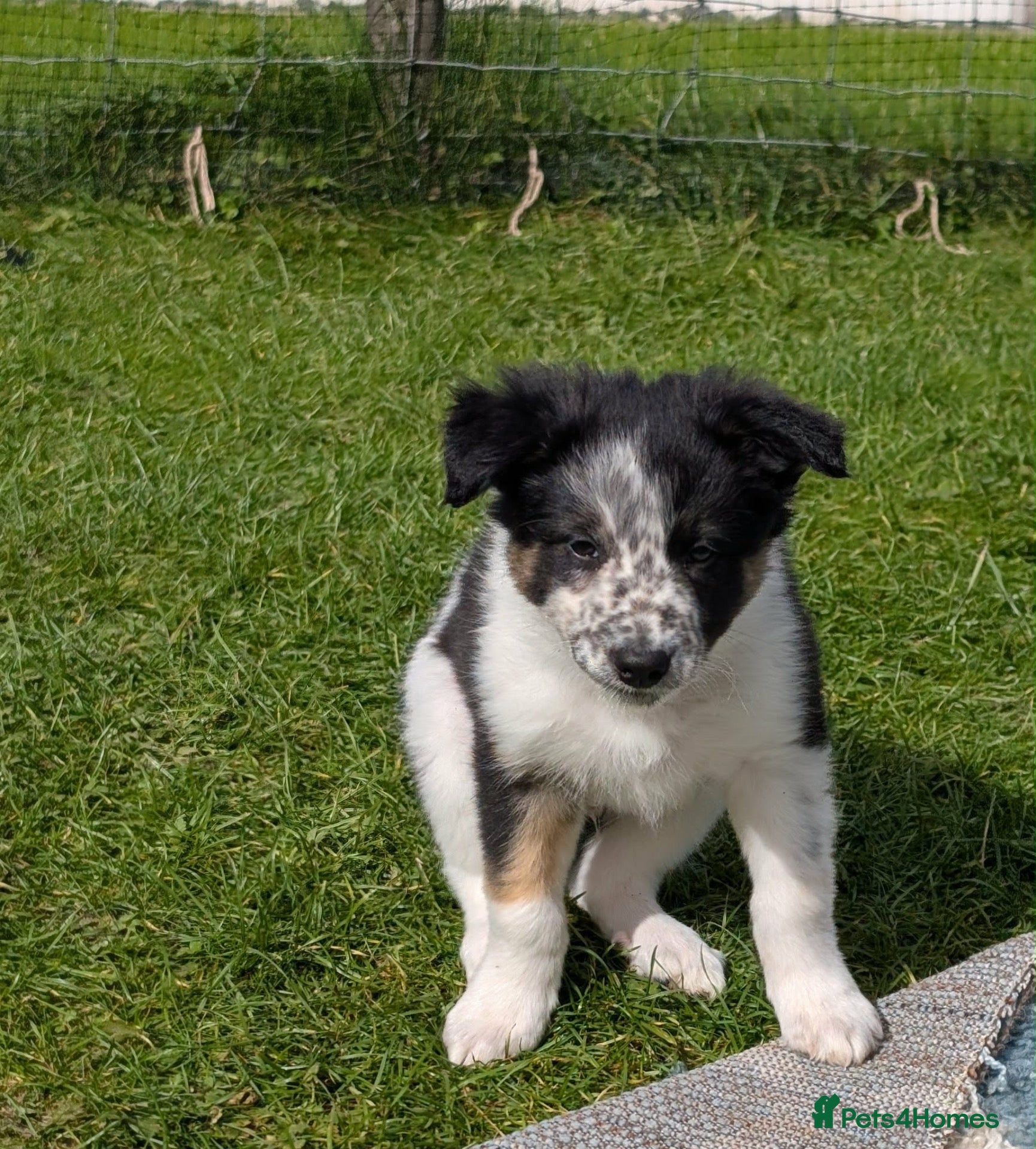 Border Collie dogs Gorgeous Border Collie puppies  - Advert 4