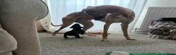 Mixed Breed dogs for sale: 🐾 Labrador × Whippet Puppies! 🐾 - Advert 14