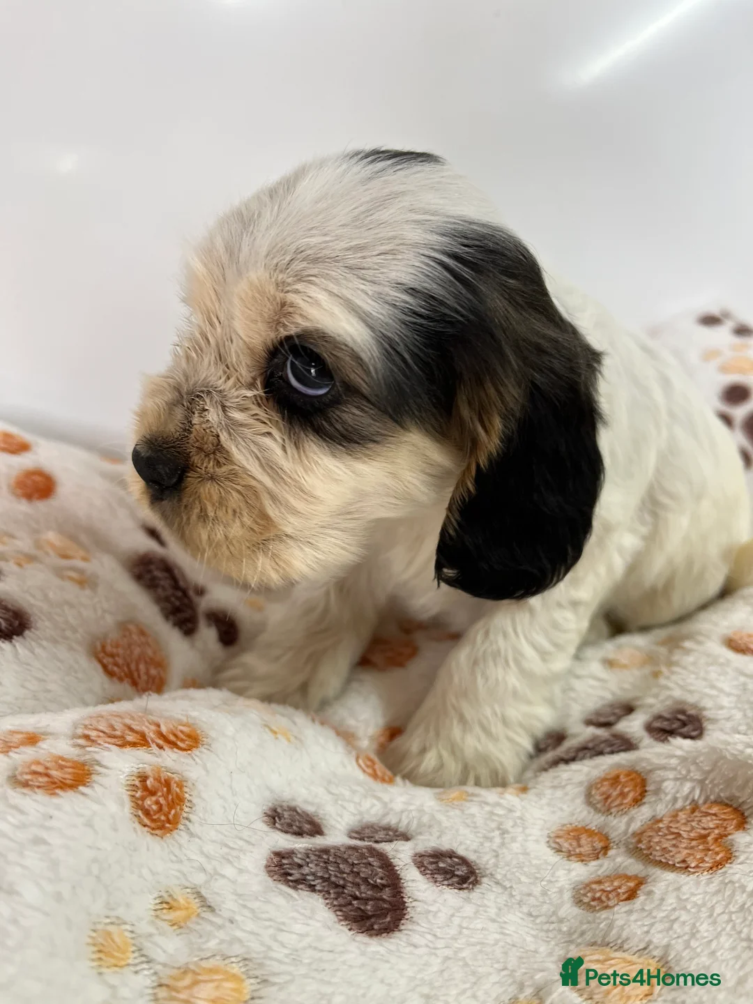 Cocker Spaniel dogs for stud: KC Superb example Classic SHOW Cocker Stud in Ruthin - Advert 23