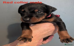 Dobermann dogs for sale: Top Quality Pedigree Dobermanns – Black & Tan - Advert 6