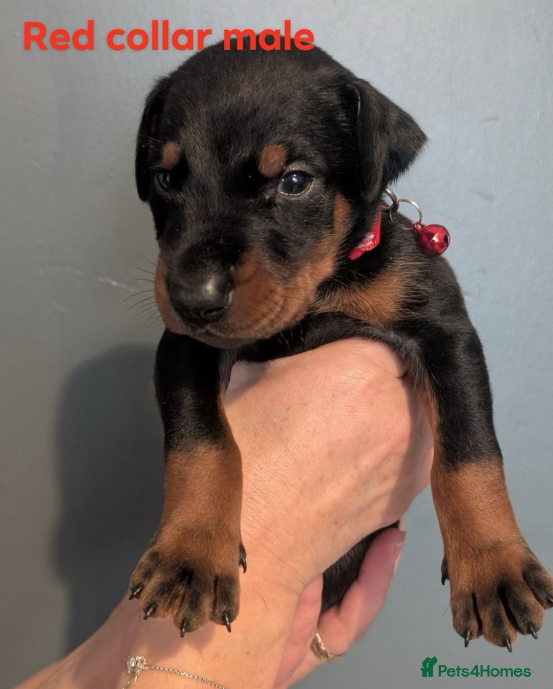 Dobermann dogs for sale: Top Quality Pedigree Dobermanns – Black & Tan - Advert 6