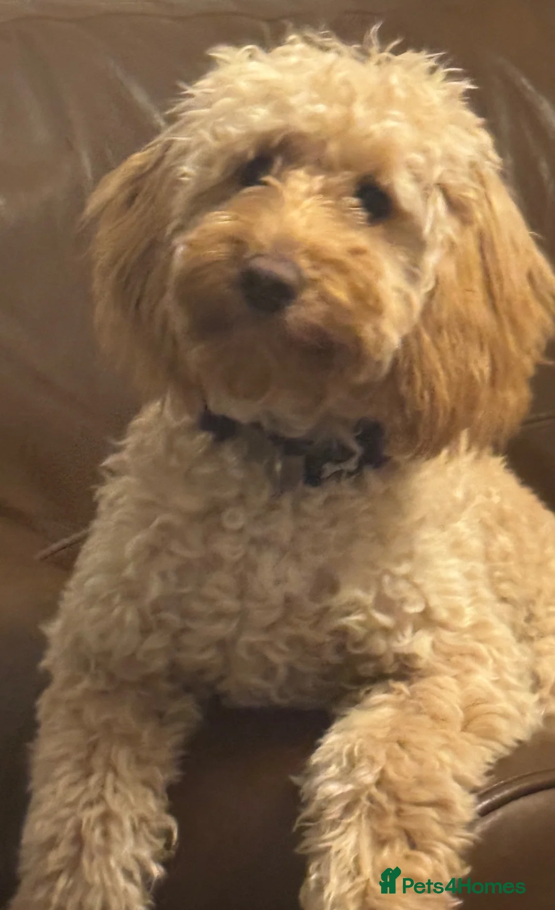 Cockapoo dogs for sale: Cockapoo puppies - Advert 3