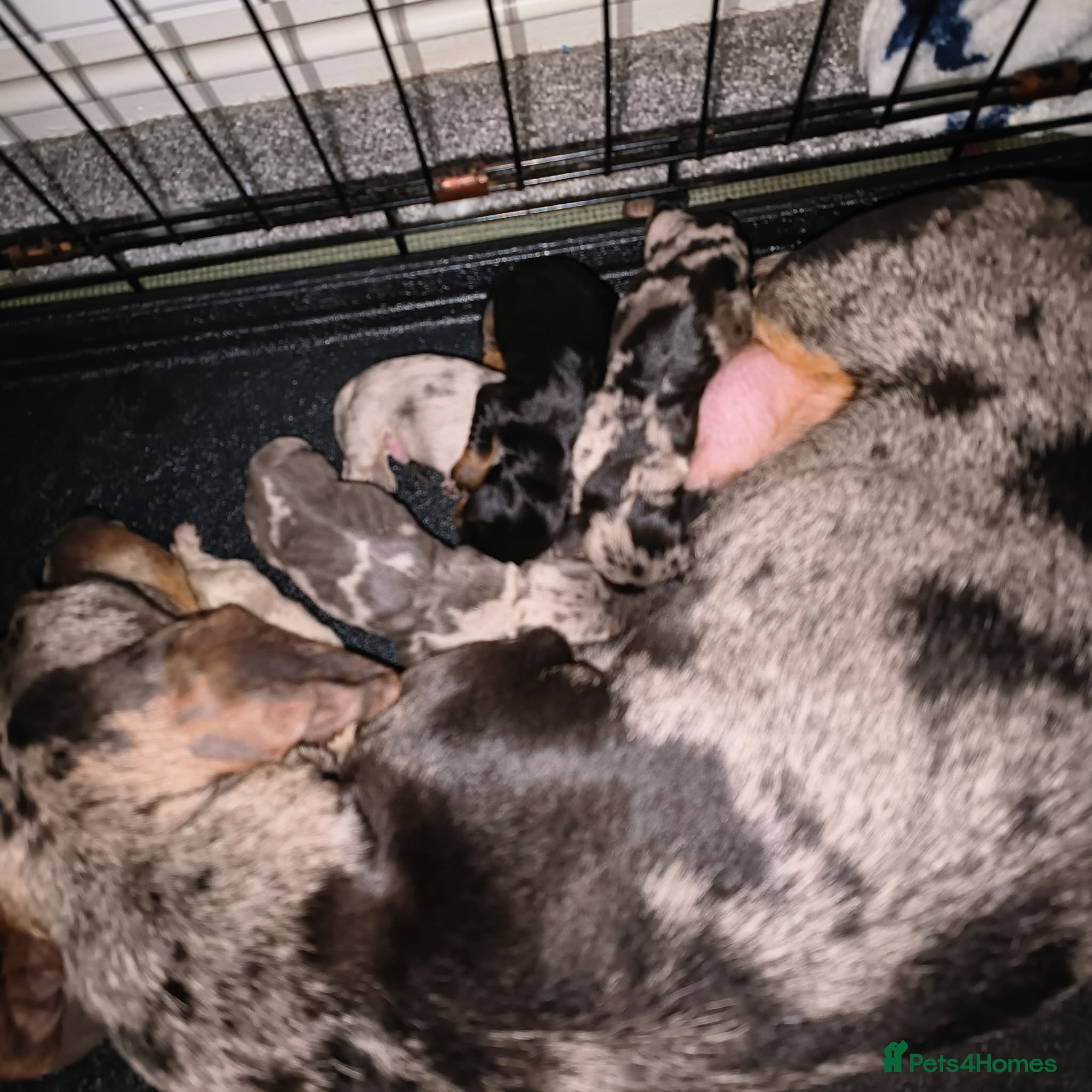 Dachshund dogs Dachshund puppies - Advert 15