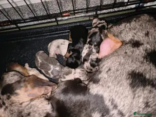 Dachshund dogs Dachshund puppies - Advert 15