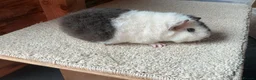 Guinea Pig rodents for sale: Baby Boars In Different Breeds  - Advert 15