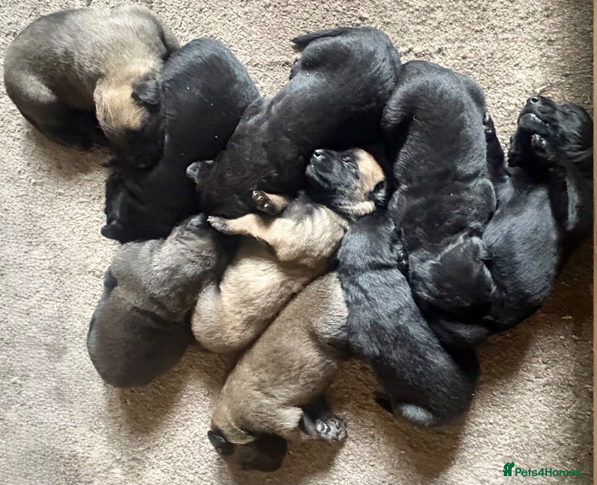 Belgian Shepherd Dog dogs Belgian Malinois puppies - Advert 2