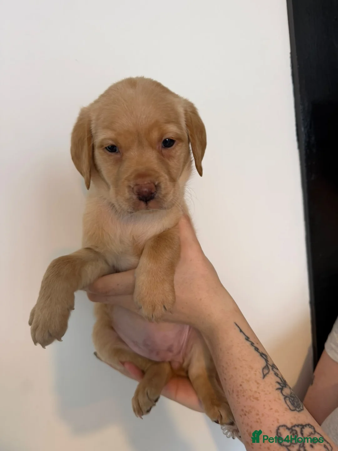 Labrador Retriever dogs for sale: *Reduced*KC Registered Labrador Puppies  - Advert 2