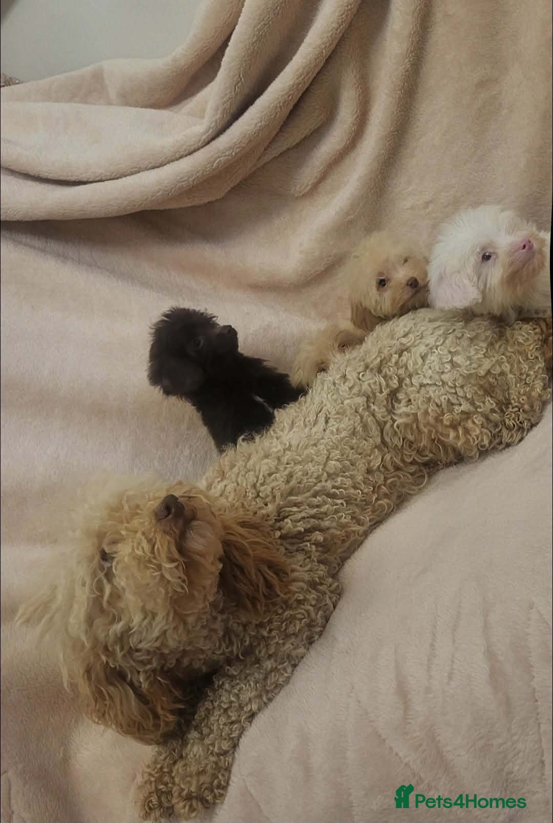 Cavapoo dogs F1B Cavapoo puppies - Advert 1