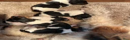 Fox Terrier dogs for sale: Beautiful Fox Terrier Pups - Advert 2