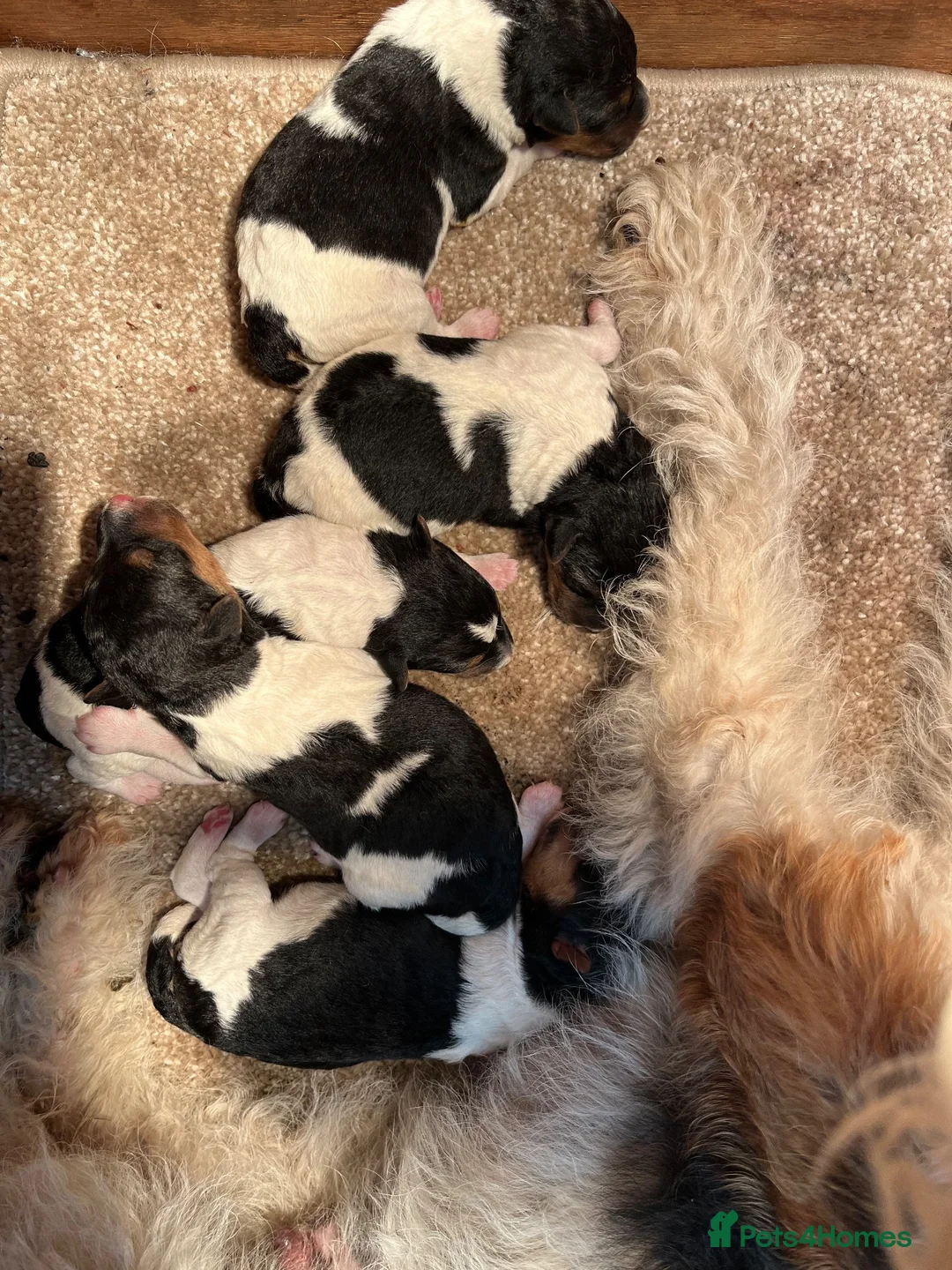 Fox Terrier dogs for sale: Beautiful Fox Terrier Pups - Advert 2